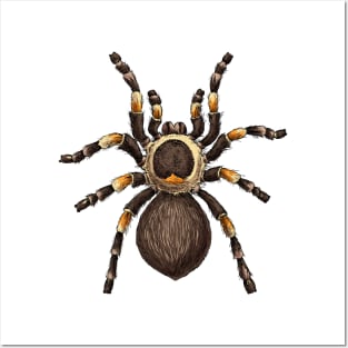 Tarantula Posters and Art